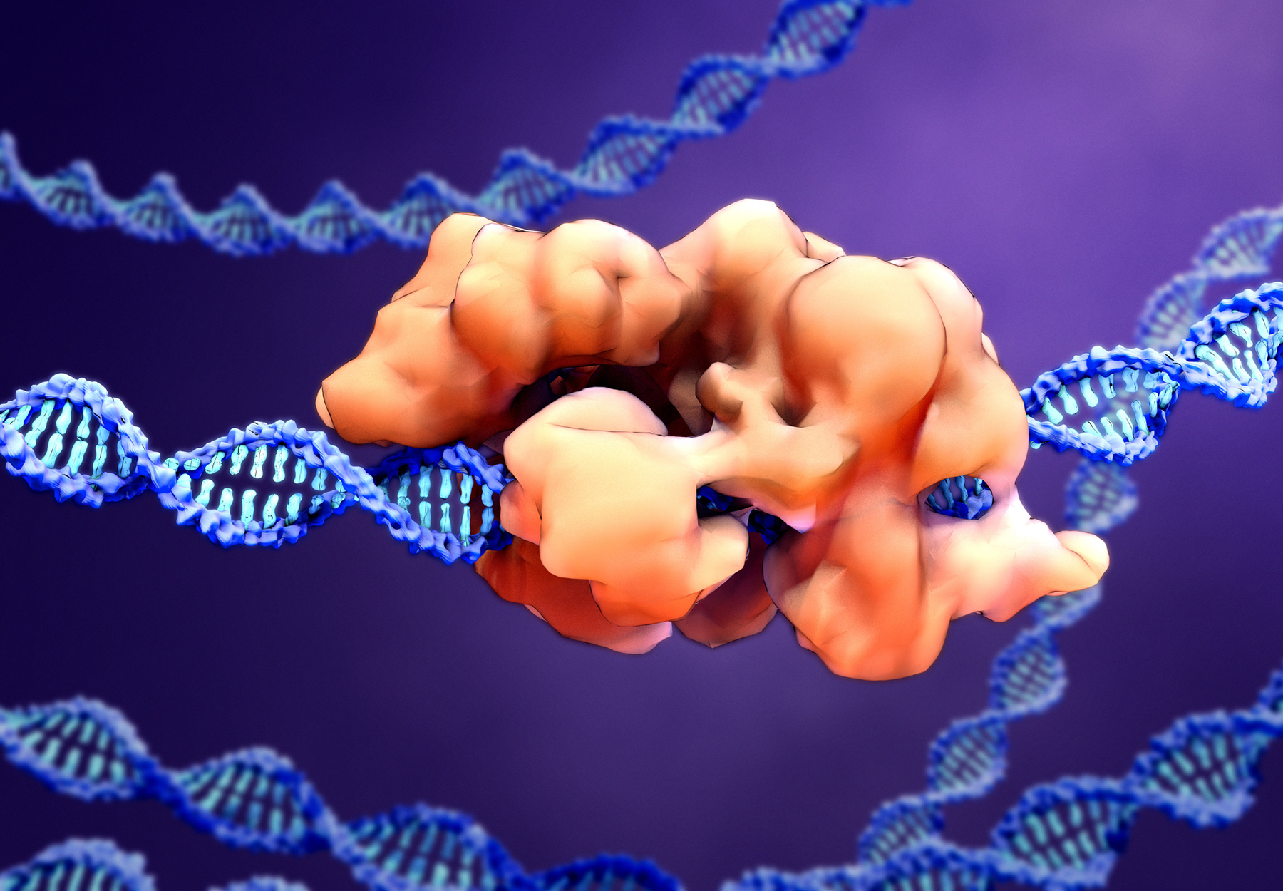 A purple and peach-colored illustration of CRISPR