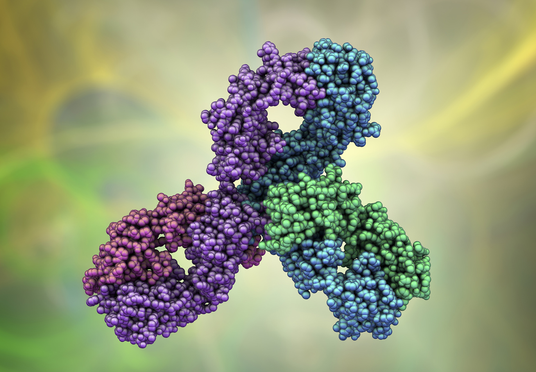 Molecular model of Pembrolizumab, a humanized antibody used in immunotherapy of cancer, 3D illustration. It targets the PD-1 receptor of lymphocytes