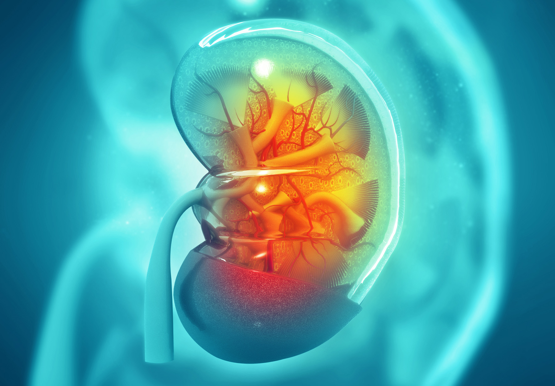 teal and orange kidney illustration to symbolize a kidney transplant test