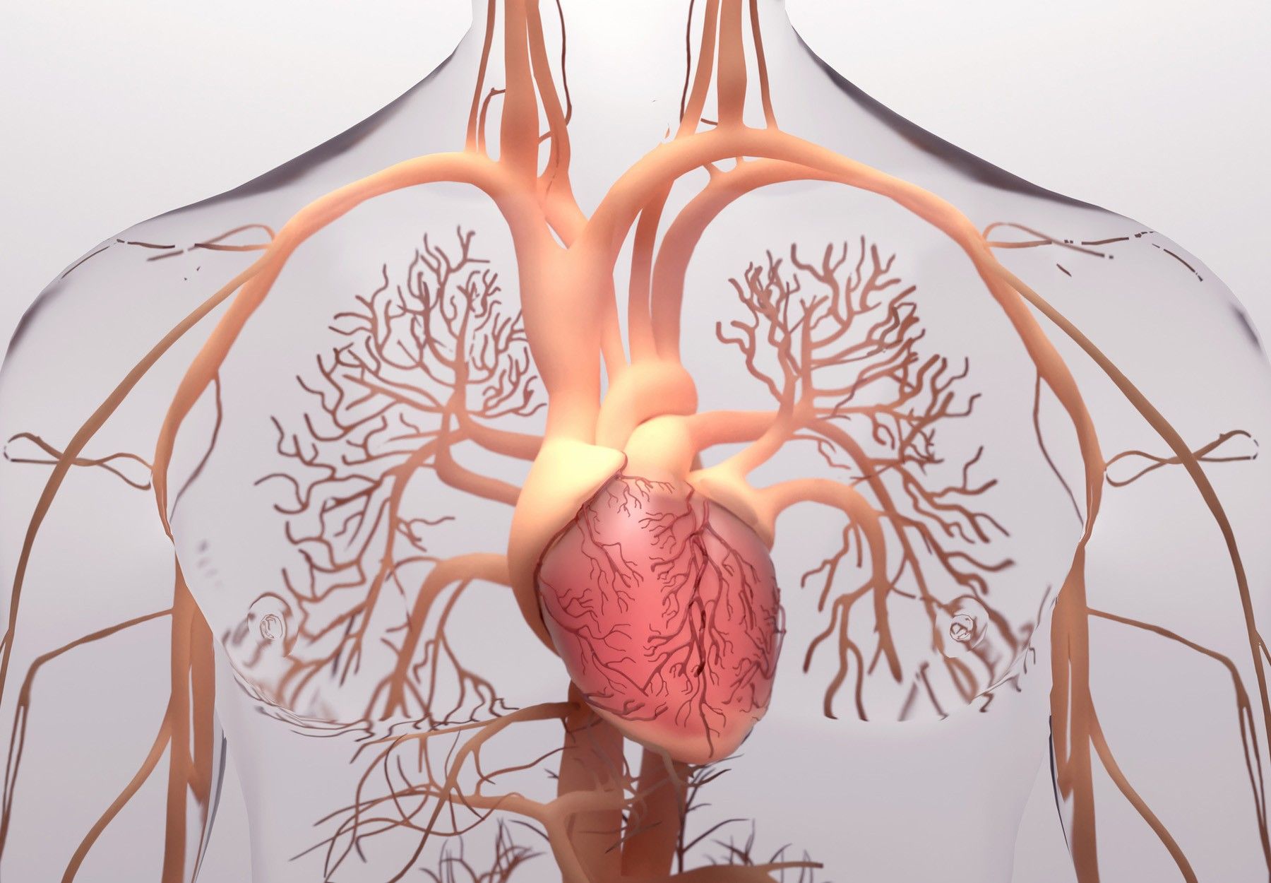 An illustration of the human heart and lungs