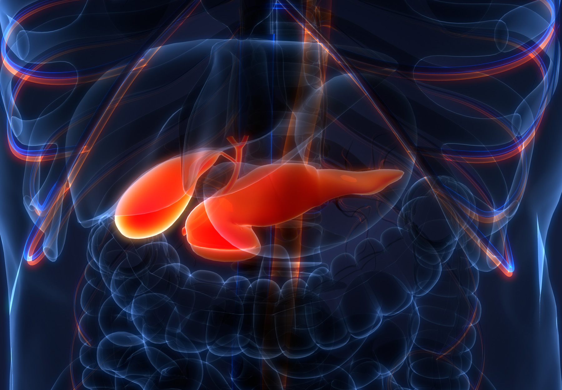 Computer illustration of the pancreas in the human body. The pancreas is shown in orange and the body in dark blue. Stock image.