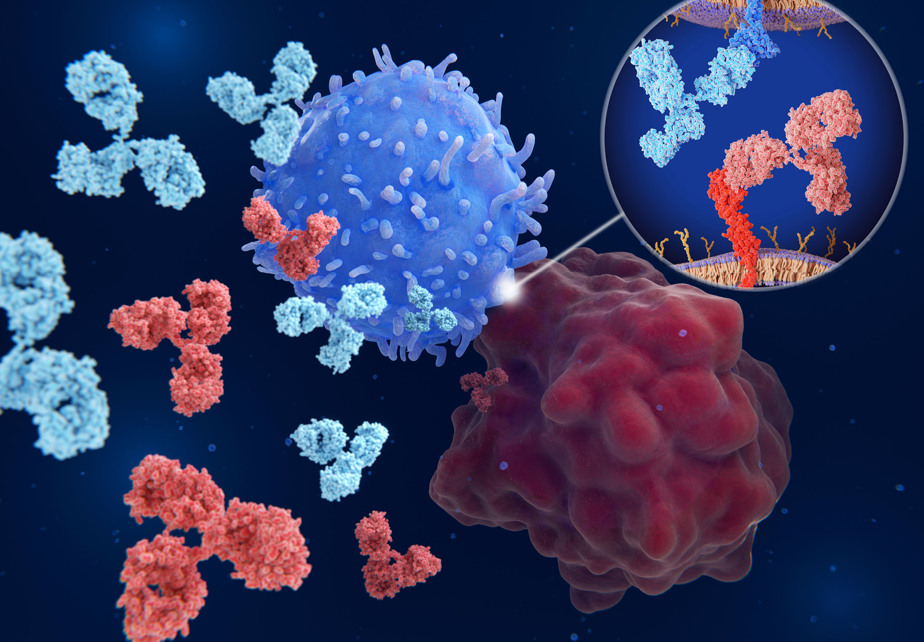 illustration of immune checkpoint inhibitors and cancer cell. Stock illustration.