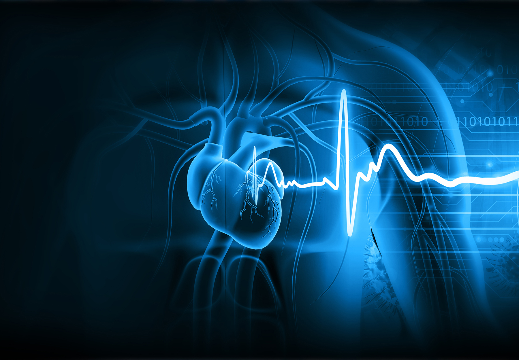 Human heart with ECG graph. 3d illustration in blue tones. Stock image.