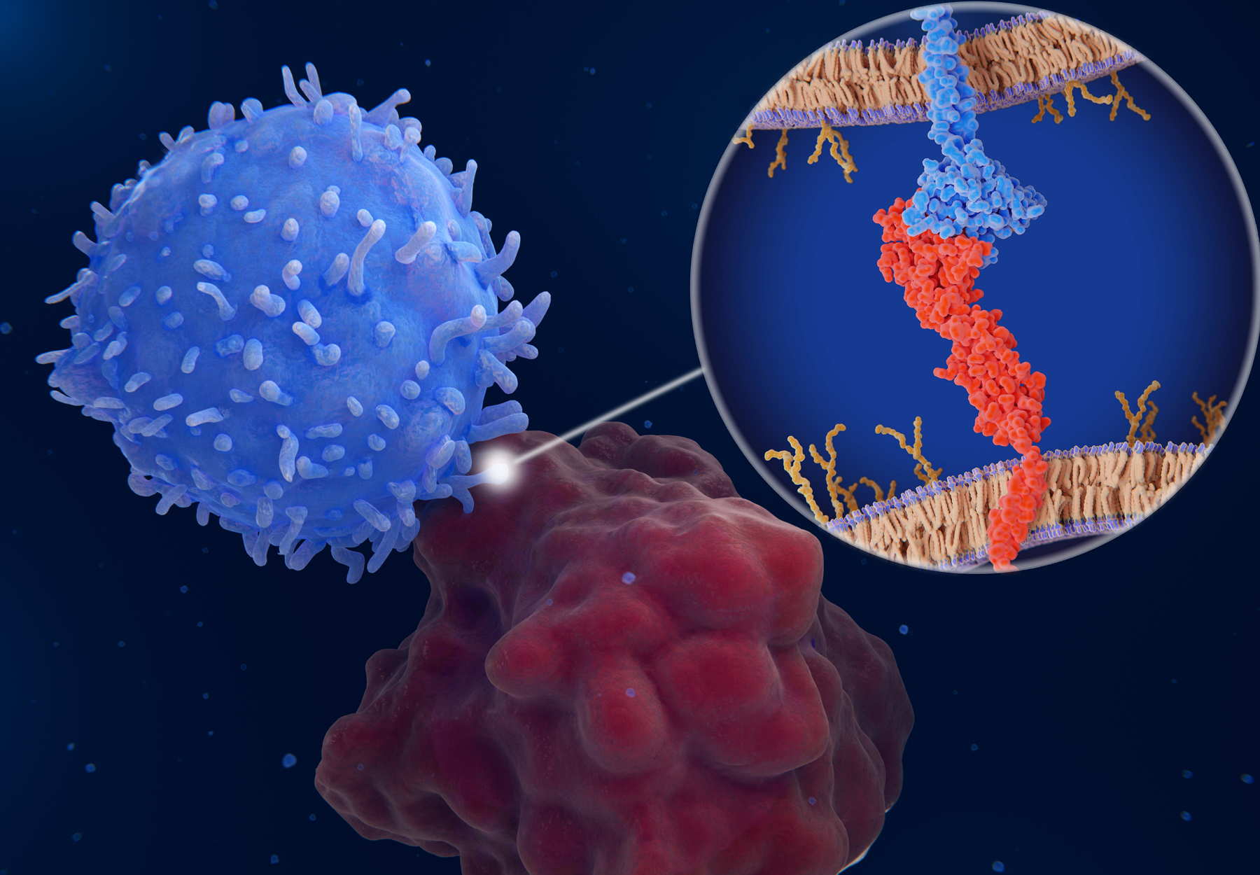 Interaction between pd-1 on a t-cell and pd-1 on a cancer cell and pd-1 inhibit t-cell iStock image