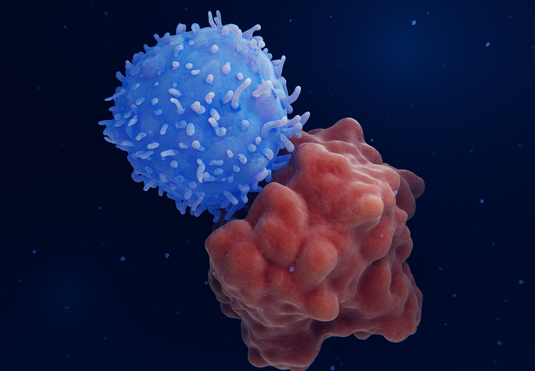 Engineered receptors on the surface of a T-lymphocyte bind specifically to CD19-antigen molecules on a leukemia cell. This activates a signal cascade in the T-cell leading to the segregation of vesicles that contain perforin and granzyme. The perforins build channels for the granzymes which enter the leukemia cell and activate finally the apoptosis (cell death) of the cancer cell. iStock image.