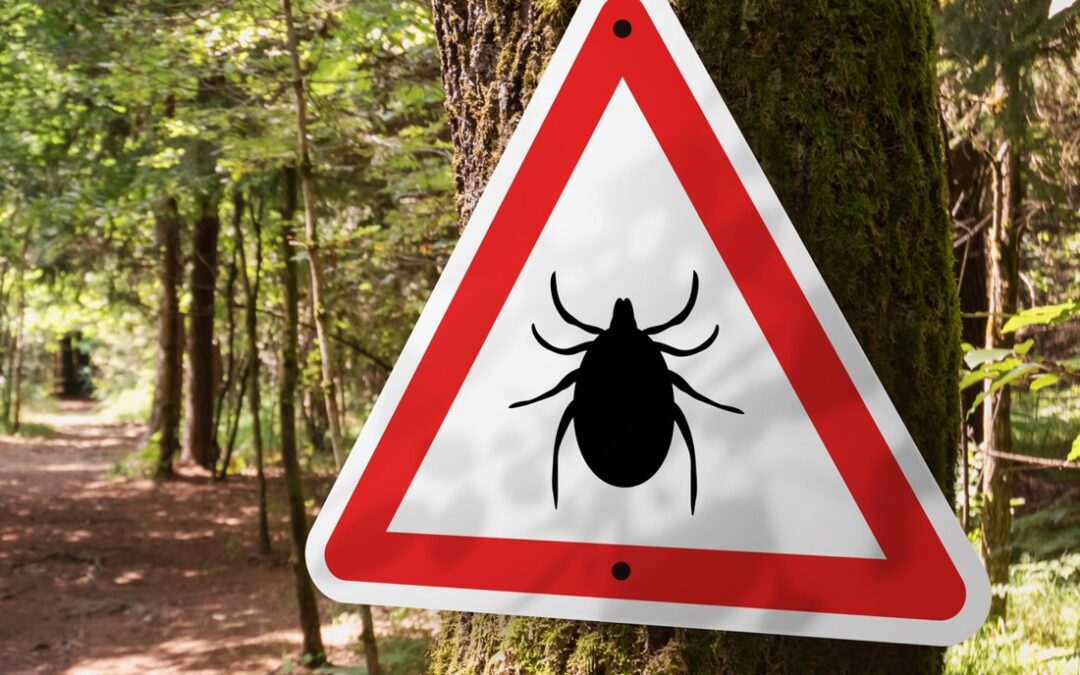 Rethinking Lyme Disease Testing: A New Approach to Early Detection