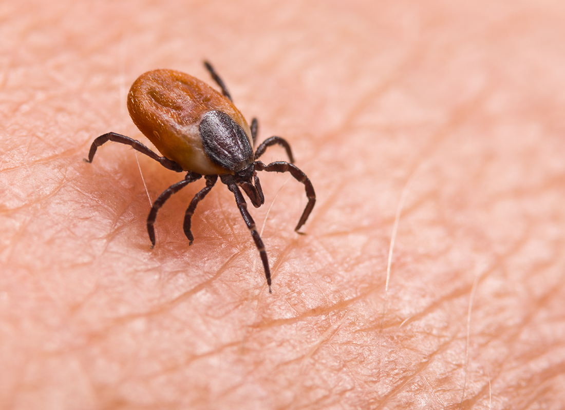 Detecting Lyme disease may become quicker based on two new tests